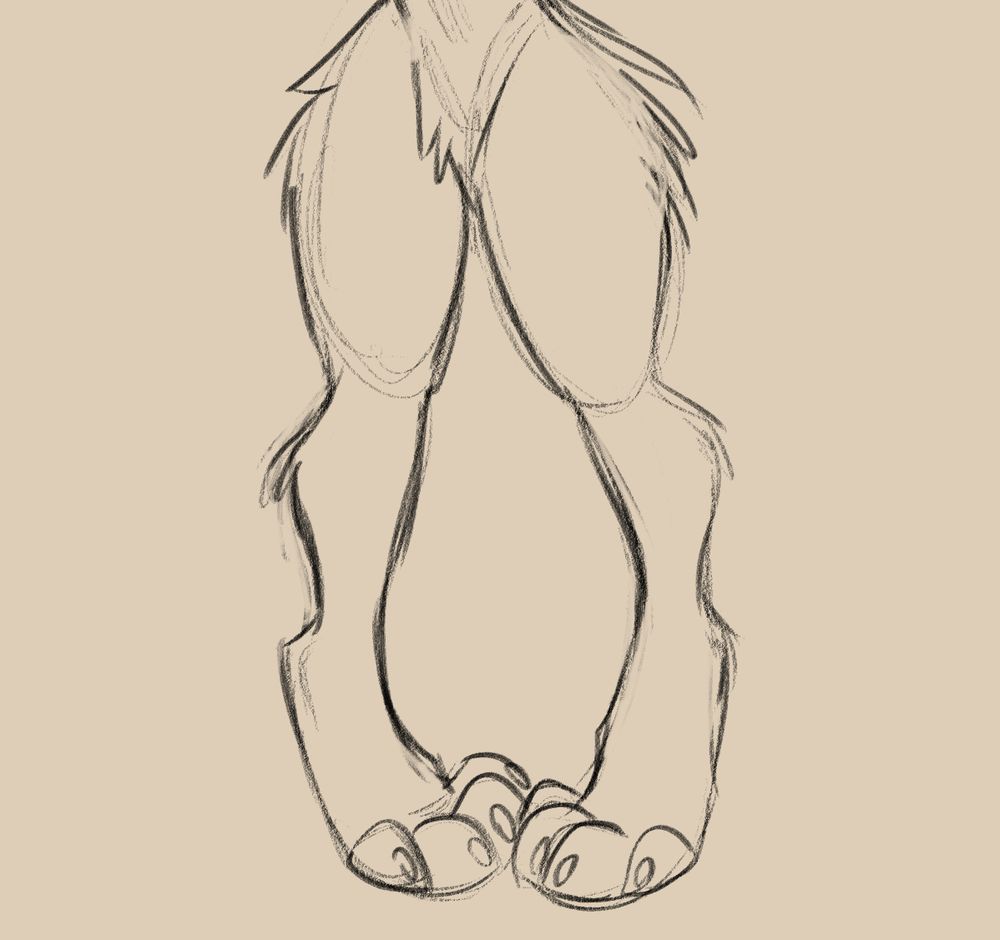 leg (paw attached)