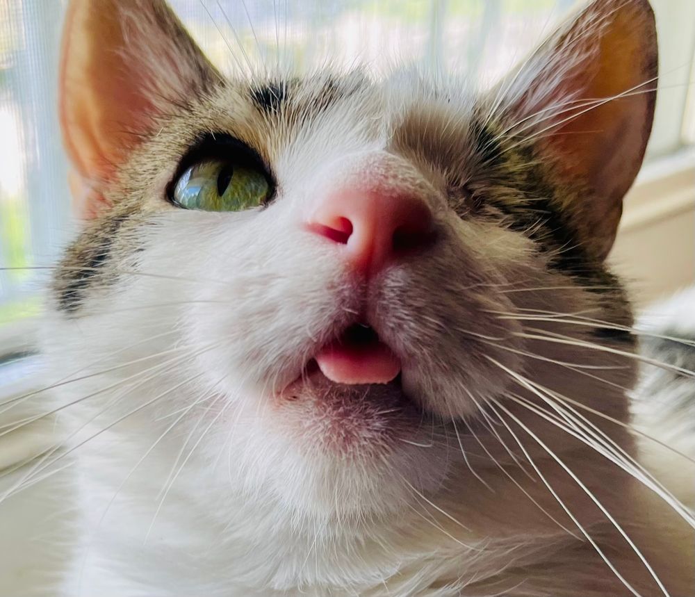 An up close photo of one of my cats, Mouse. He’s a one-eyed goober and his tongue sticks out constantly due to his big overbite. He’s basically this emoji: 😜