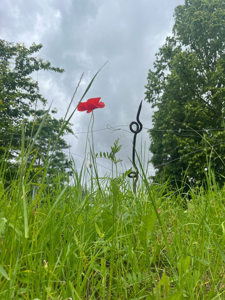 A poppy next to a wire stand taken from a trench at the Passendale museum