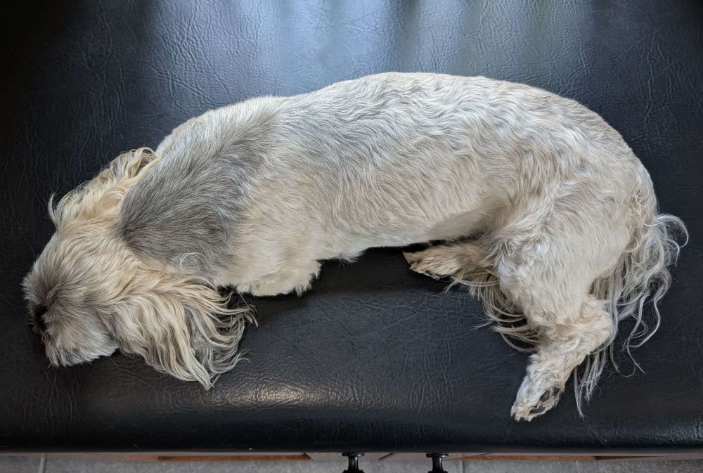 small grey dog laying down