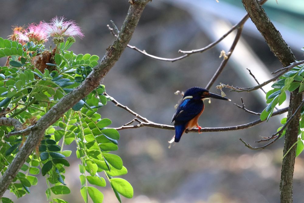 花とルリカワセミ
A Blue-eared kingfisher perching, with flowers in the background 