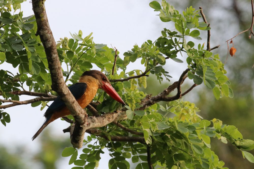 枝にとまるコウハシショウビン
A Stork-billed kingfisher perching 