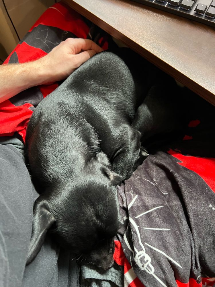 adorable little black chugweenie (chihuhua pug dachshund mix) named wolfie on top of a blanket on my lap while i am sitting at my desk