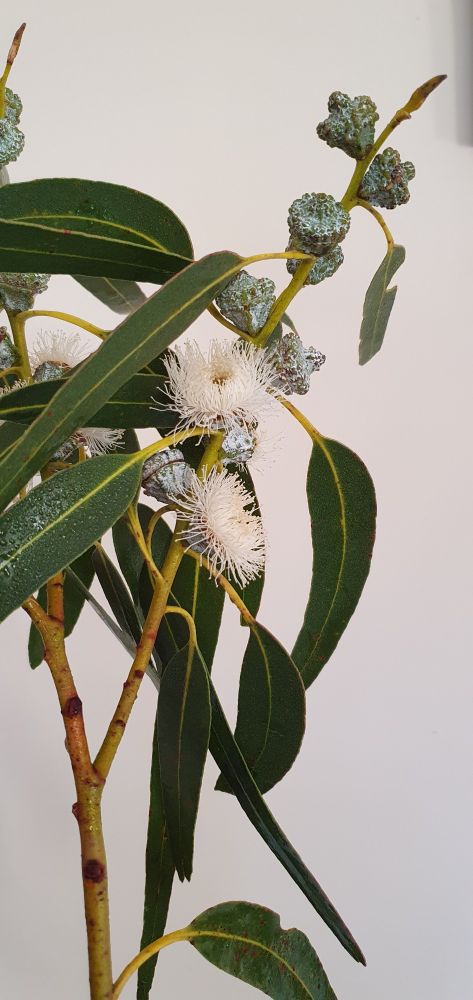 Gum leaves and blossom on white background