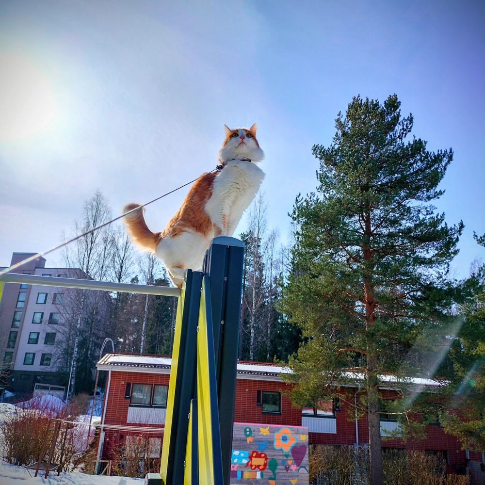Oranssi-valkoinen kissa lasten liukumäen päällä rivitalon pihassa