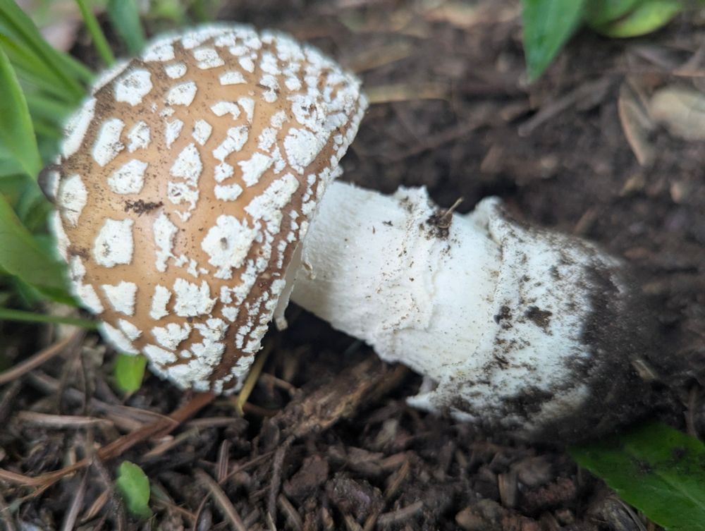 Side view of Western Panther mushroom, Amanita pantherinoides. The white stem/stipe is visible coming out of a cup shaped part of the stipe, the volva. Dirt remains at end of stipe.
Surrounded by soil and mulch, with some green foliage around the edge of the photo.
