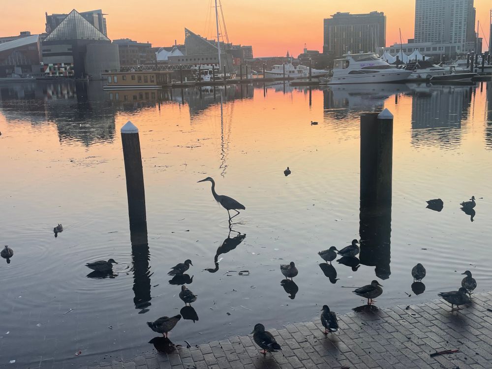 A crane wades through a group of ducks at the edge of a city harbor. 