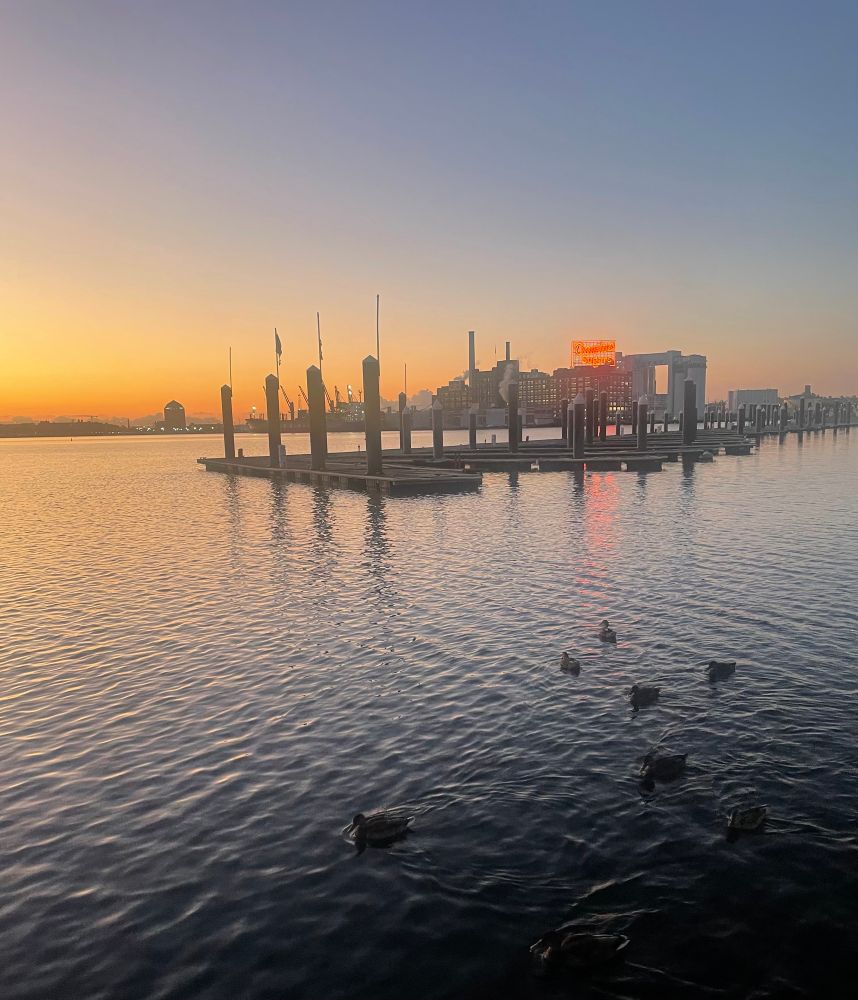 Ducks in front of an empty marina, the Domino Sugar plant in the background.