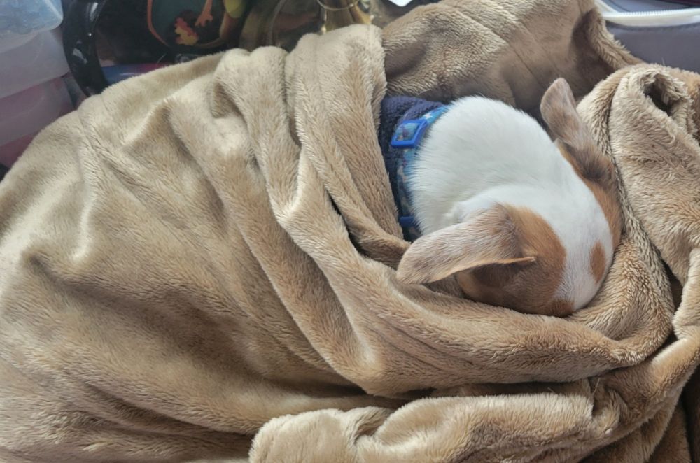 A white dog with his face buried in a warm blanket 