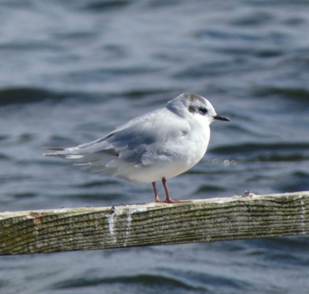 Little Gull, Abbotsbury Swannery.
