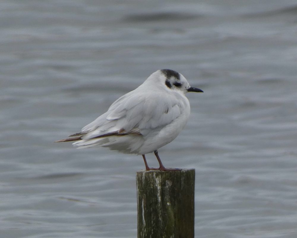 Little Gull (2nd calendar-year), Abbotsbury Swannery.