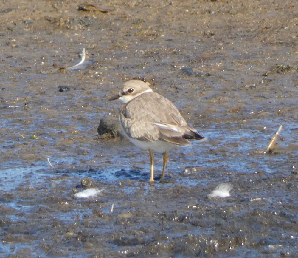 Juv. Little Ringed Plover, Abbotsbury Swannery.