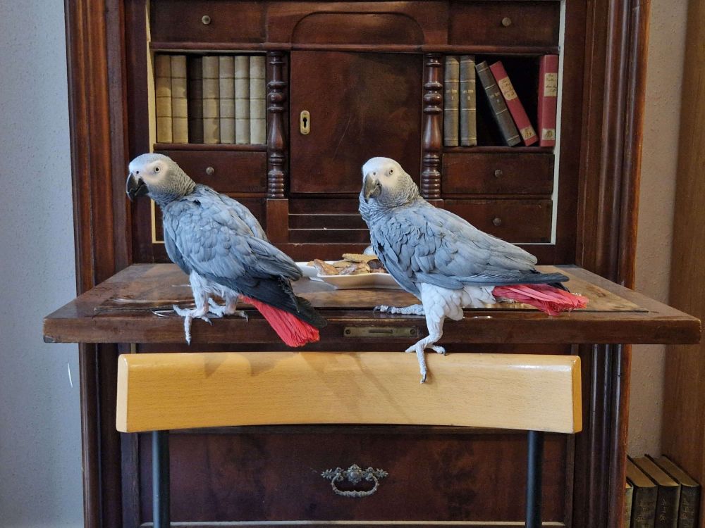 Zwei Graupapageien sitzen auf einem antiken Sekretär (Schreibtisch), vor dem das obere ende einer Stuhllehne zu sehen ist.