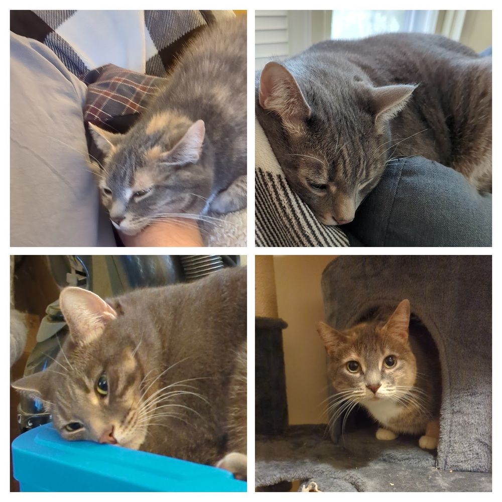 Pictures of 2 cats. Top left and bottom right depict a female dilute tortie around ten years old. The top right and bottom left contain a 6 year old gray male.