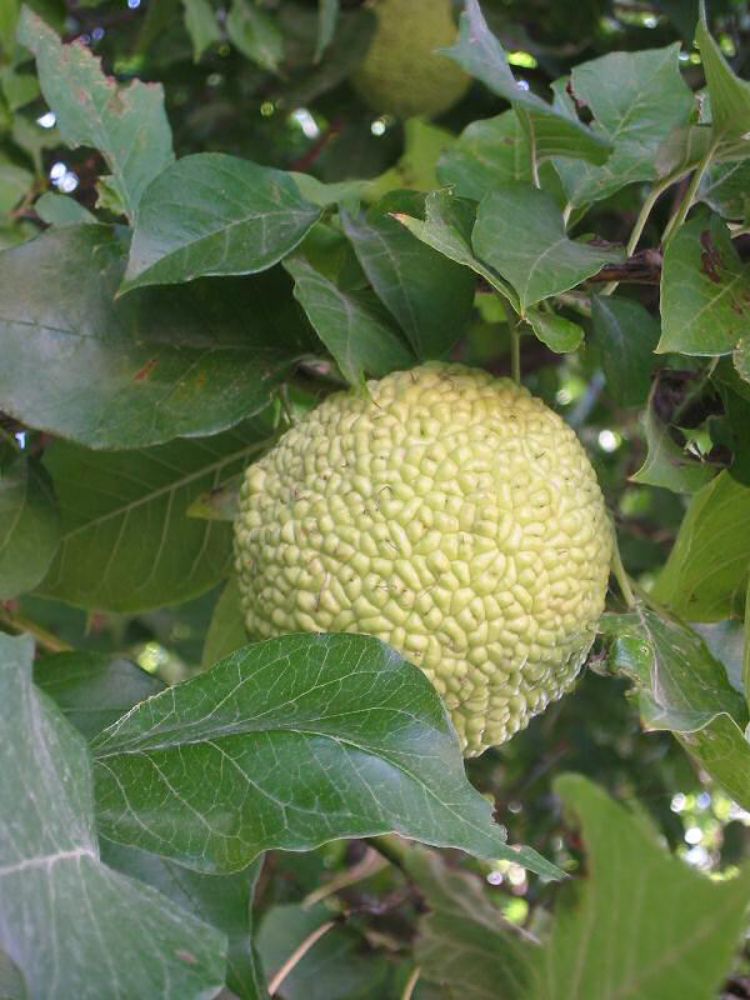 Maclura pomifera - Wikipedia