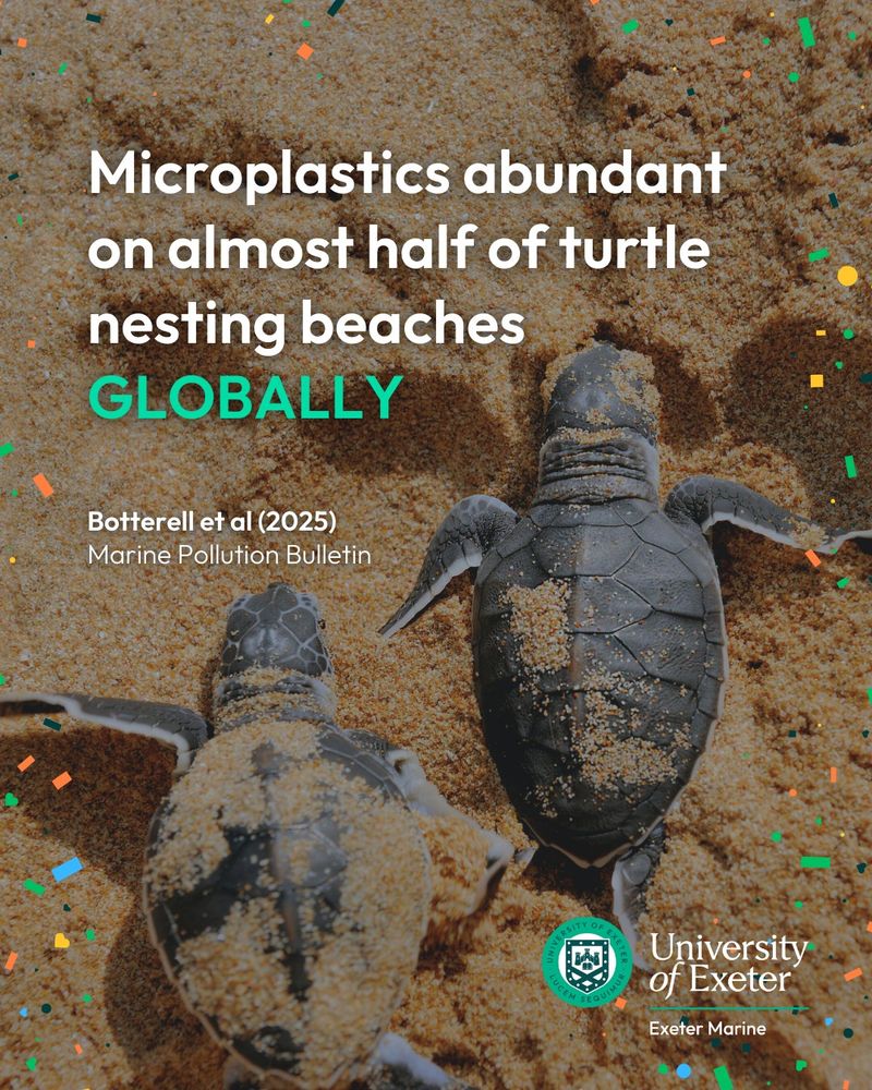 background is two sea turtle hatchlings. around the edges are shapes to depict microplastics. text reads: 'microplastics abundant on almost half of turtle nesting beaches globally. botterell et al (2025) marine pollution bulletin.' the university of exeter logo is n the bottom right corner.