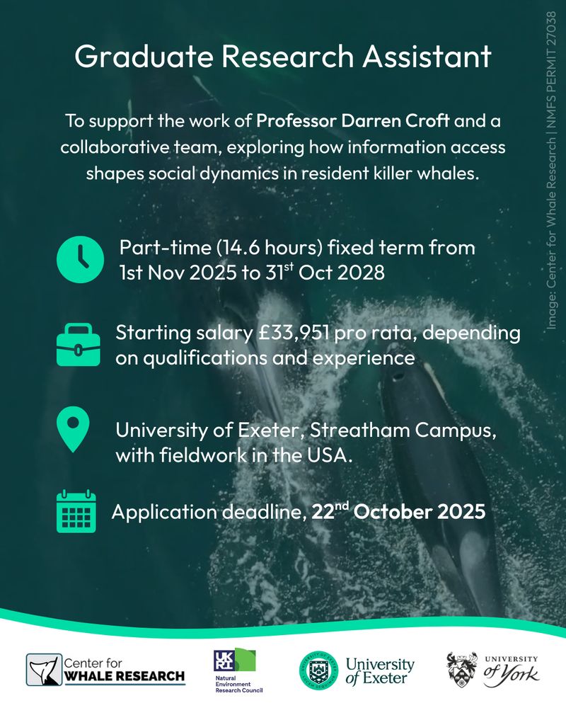 text overlaying background of two killer whales swimming, taken by a drone. text outlines the graduate research assistant position, which is part time (14 hours), fixed term until 0ct 2028, based at the university of exeter. Logos are along the bottom of the image for: center for whale research, UKRI, university of Exeter and university of york