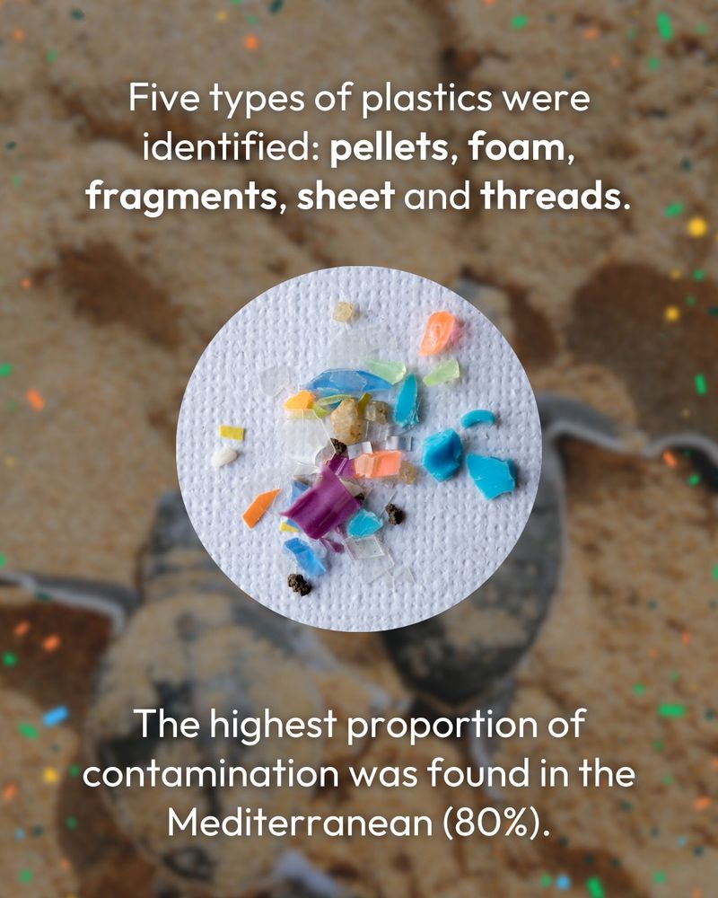 'five types of plastics were identified: pellets, foam, fragments, sheet and threads' a close-up image of microplastics on a cloth is in a circle in the centre of the page. 'The highest proportion of contamination was found in the mediterranean (80%).'