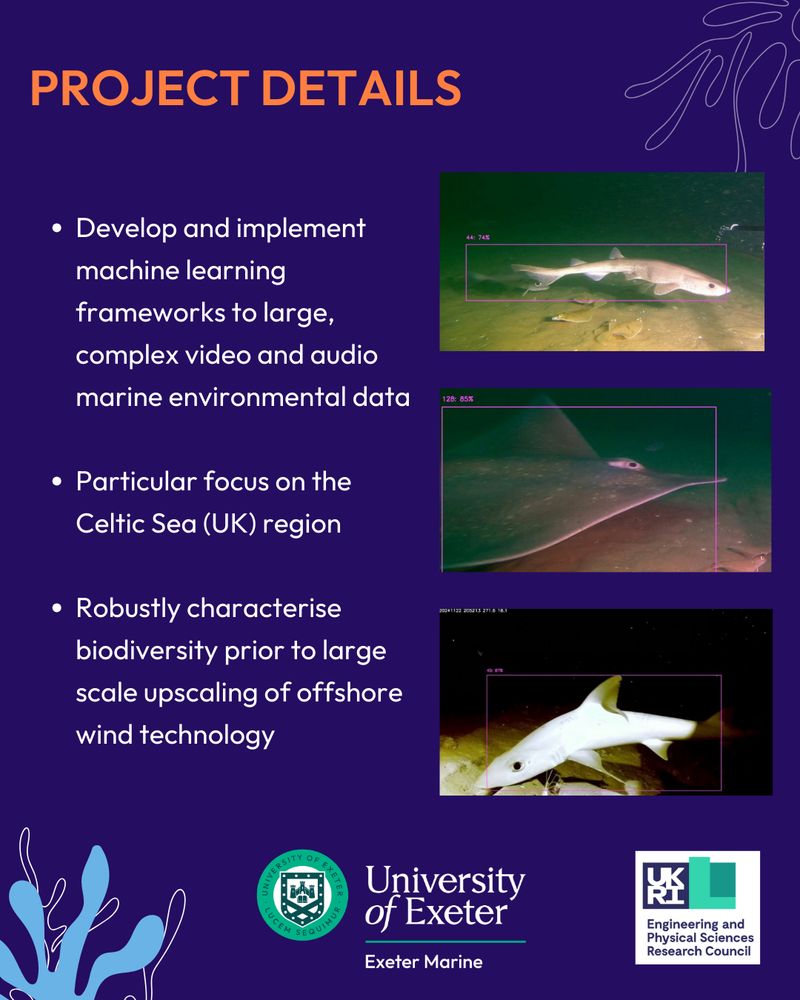 PROJECT DETAILS
three bullet points of text on the left read: develop and implement machine learning frameworks to large, complex video and audio marine environmental data. particular focus on the Celtic Sea (UK) region. Robustly characterise biodiversity prior to large scale upscaling of offshore wind technology. On the right are images taken underwater by cameras of: catshark, ray, smooth hound. 
Below is a seaweed graphic, the logo for exeter marine and logo for UKRI EPSRC.