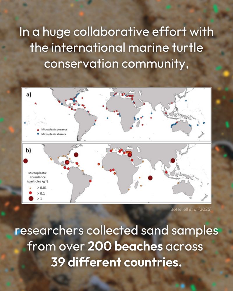 blurred background of two sea turtle hatchlings around the edges are shapes to depict microplastics. text reads: 'in a huge co' the university of exeter logo is n the bottom right corner.