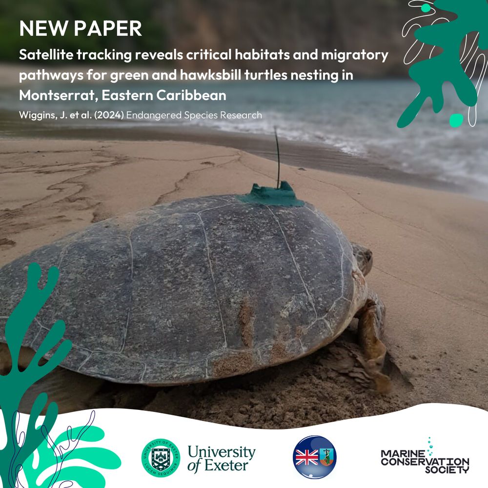 background image of a large sea turtle on land with a satellite tag attached to its carapace. green seaweed graphic surround the image. text reads: new paper. satellite tracking reveals critical habitats and migratory pathways for green and hawksbill turtles nesting in Montserrat, Eastern Caribbean. Wiggins, J. et al (2024), Endangered Species research. Logos at the bottom of the page for University of Exeter, Government of Montserrat and Marine Conservation Society. 
https://doi.org/10.3354/esr01375