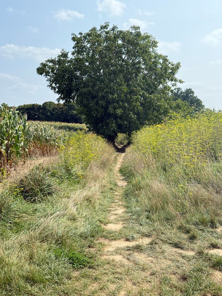 Un petit chemin entre deux champs de blé avec un arbre. C’est là où a été peint champ de blé au corbeau de Van Gogh