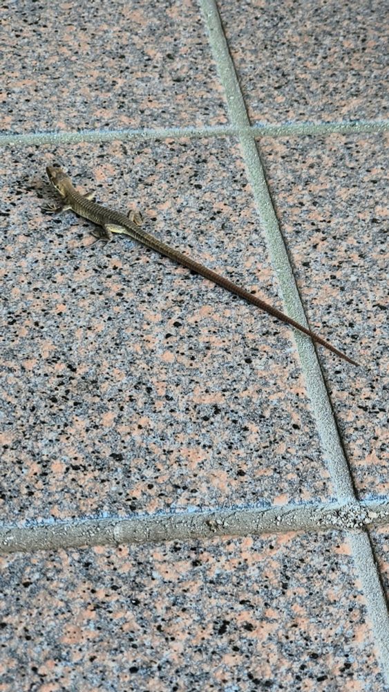 a brown lizard on tile. the lizard's tail is very long and stretched out behind it, about 2 - 3 times the length of its body.