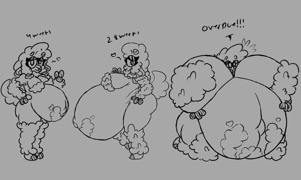 Sequence of a new mother sheeps pregnancy