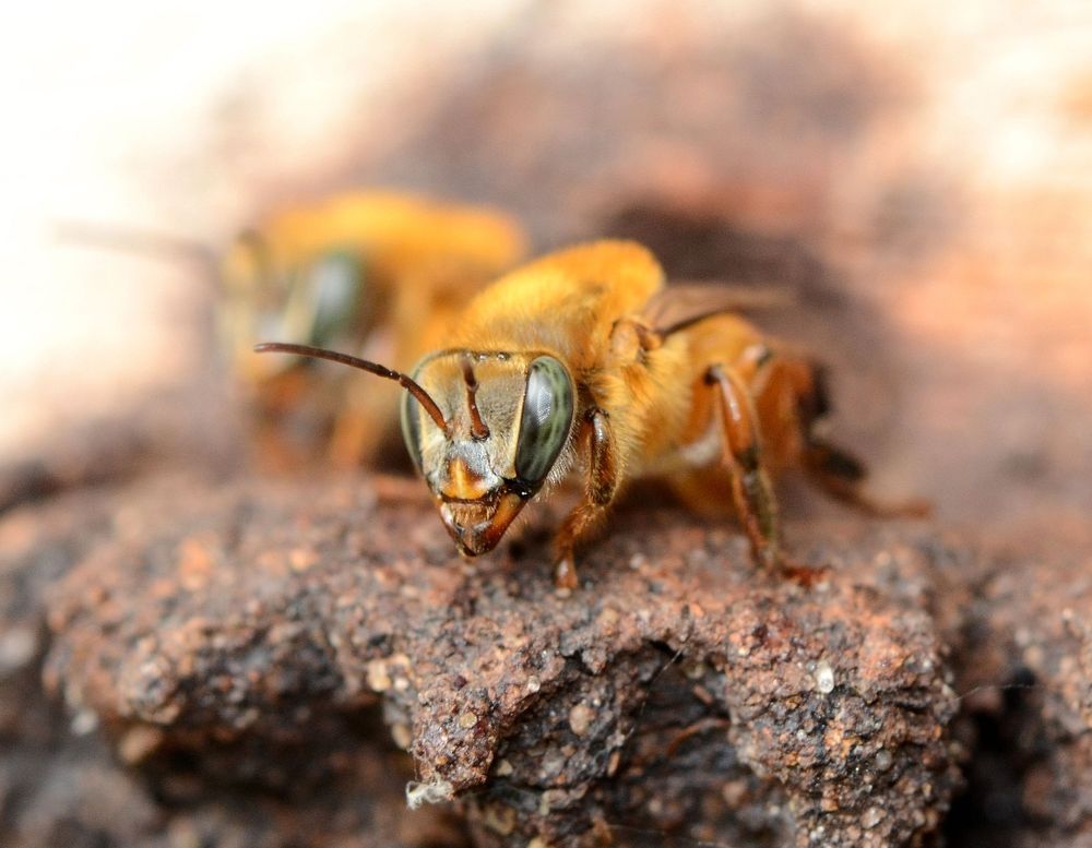 Melipona flavolineata stingless bee guards standing on their nest entrance tube