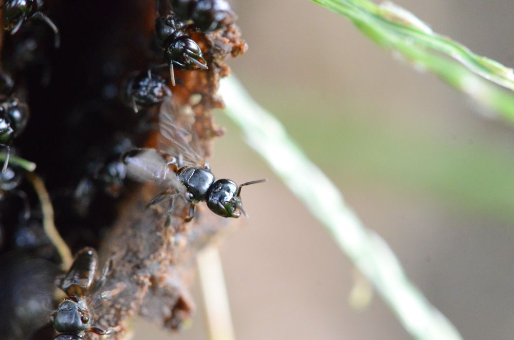 Lestrimelitta robber bees standing on the entrance tube