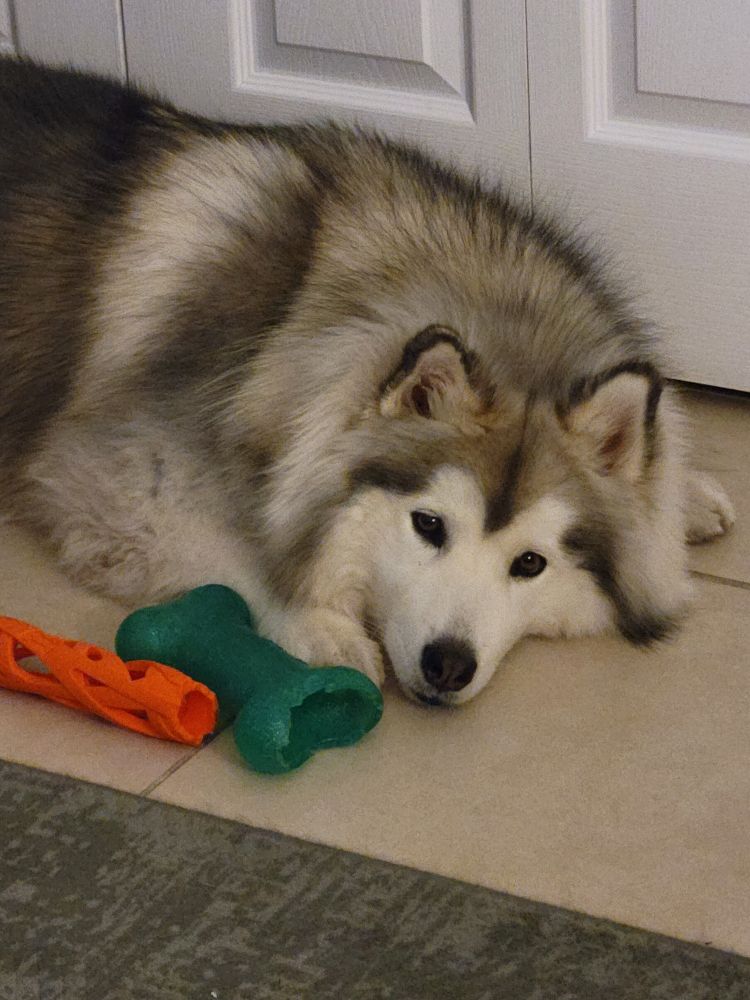 A grey and white wooly husky laying with her head down. An orange and green dog toys are next to her. 