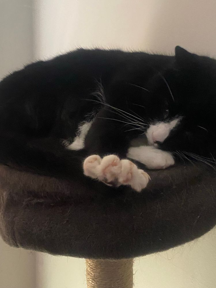 A black and white cat stretching out his paw