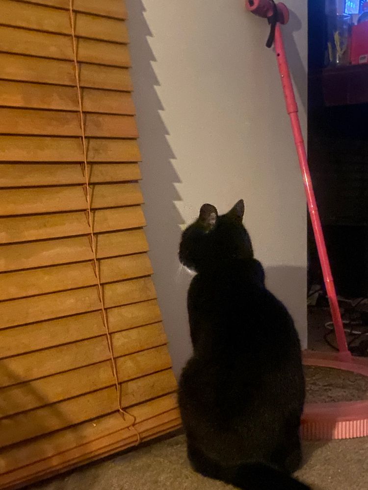 A black and white cat sitting next to the window with ears pinned back. 