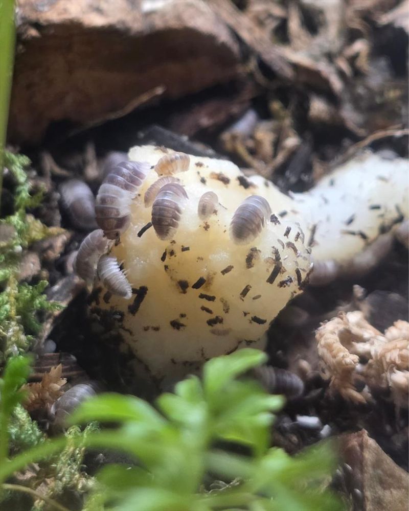 A bunch of panda king isopods cover a piece of cauliflower, snacking away!