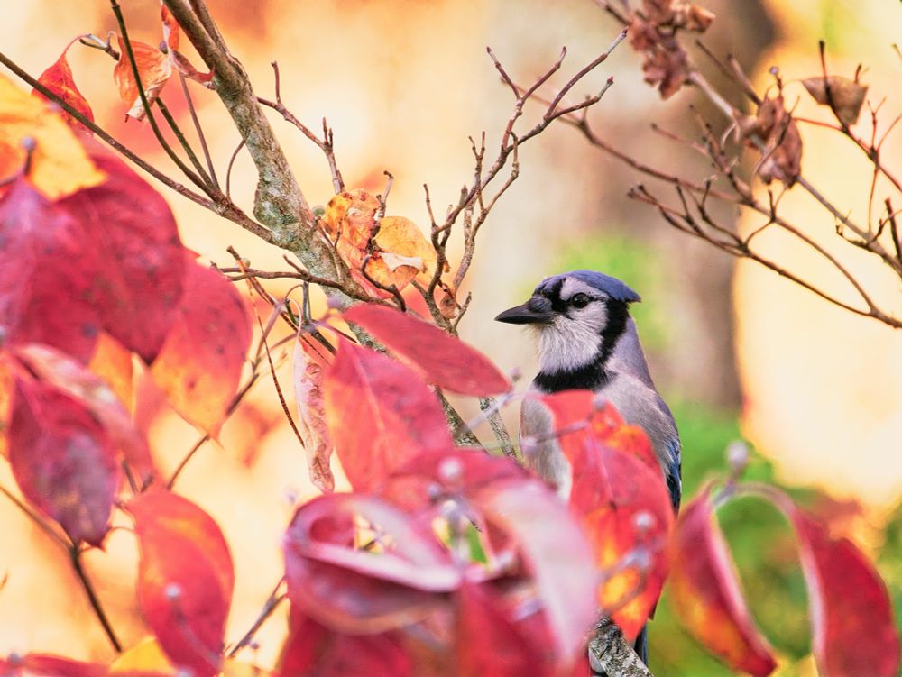 Bluejay in the Dogwood tree.