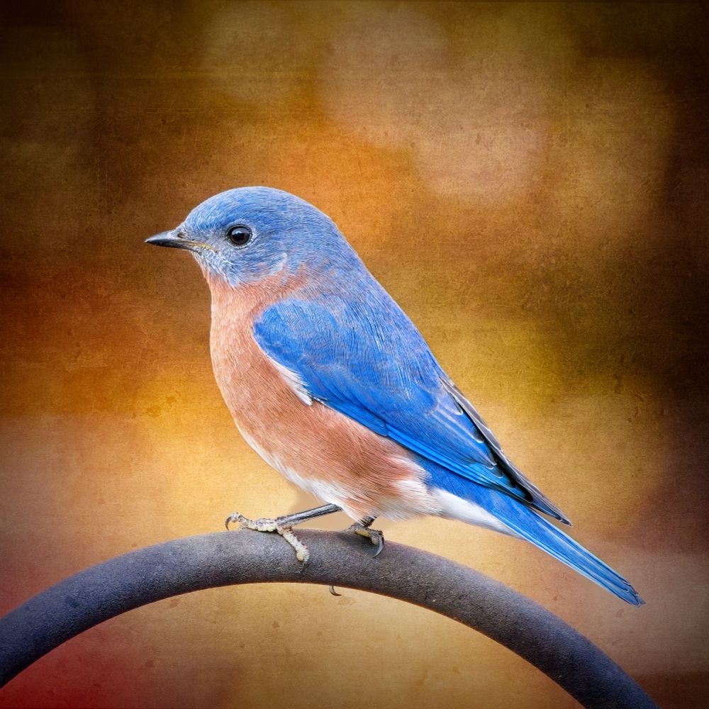 A male bluebird perched on a deck hook.