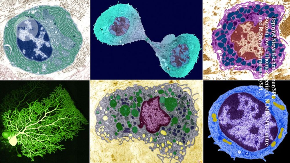 What is a cell type, really? The quest to categorize life’s myriad forms