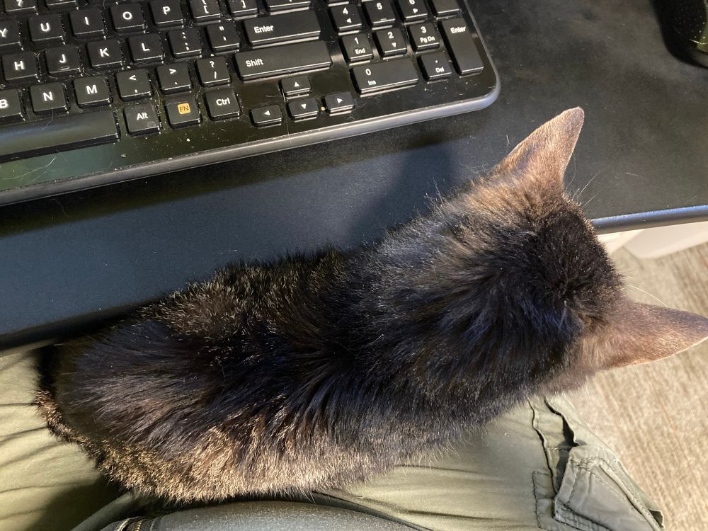 Small tabby cat on lap between belly and desk with keyboard. 