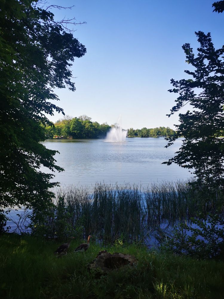 "Kleiner Frankenteich" in Stralsund mit Fontäne. Im Vordergrund sieht man eine kleine Graugansfamilie mit einem Küken.