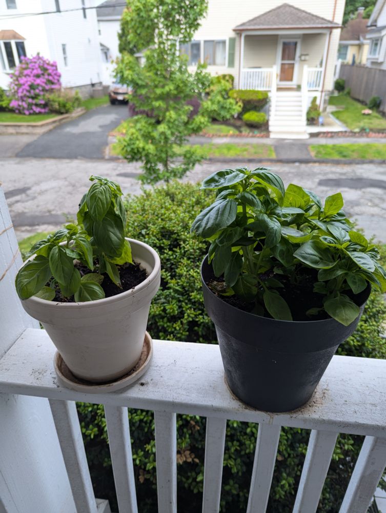 Two flower pots, a white one on the left and a black one on the right, sitting on a white porch railing. They both have basil in them, but the one in the white pot looks droopy whereas the one in the black pot looks full and luscious. 