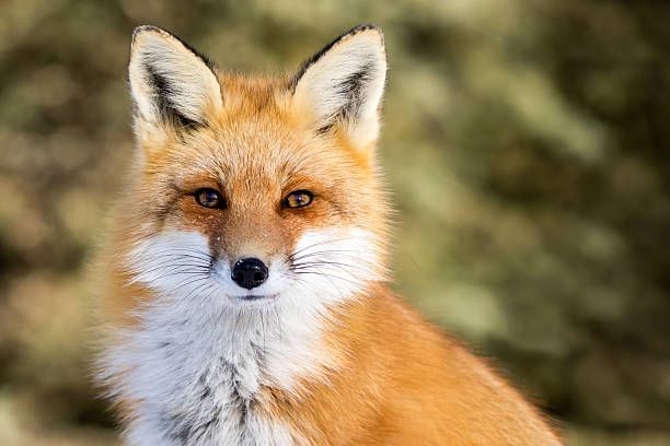 Photo of a fox looking at the camera.