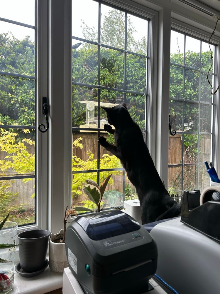 Cat scratching at window with bird table and baby starling on the other side of the glass. 