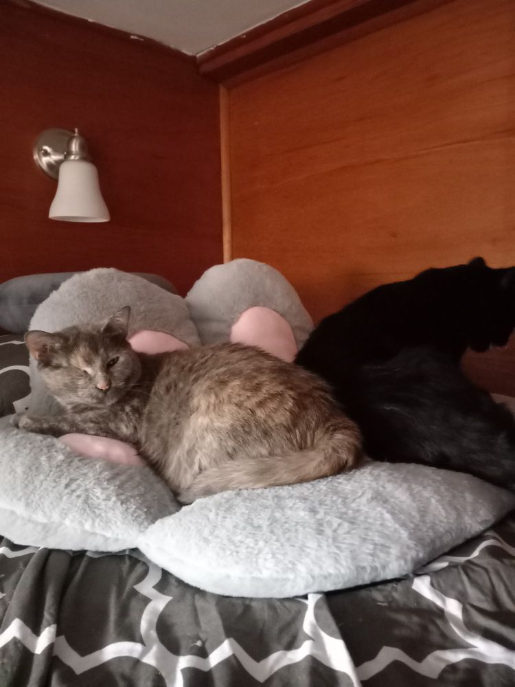 Small dilute tortie cat (with only one good eye!) curled and looking at camera like we just woke her up, with her back touching a larger black cat facing the other way. Their nest is a large soft pillow shaped like a big gray paw with pink toe beans