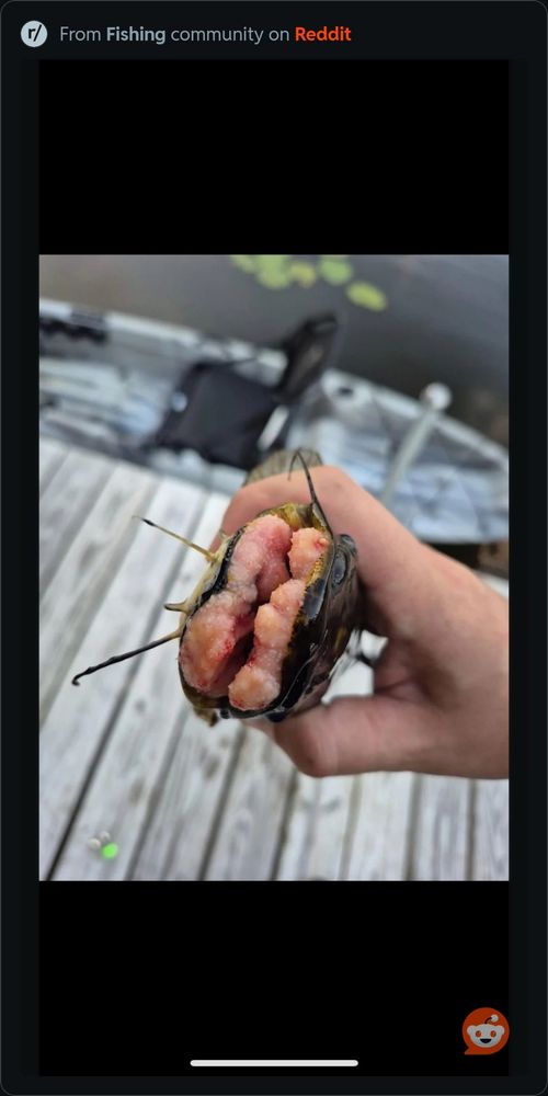 A photo of a bullhead catfish with bizarre mouth tumor things