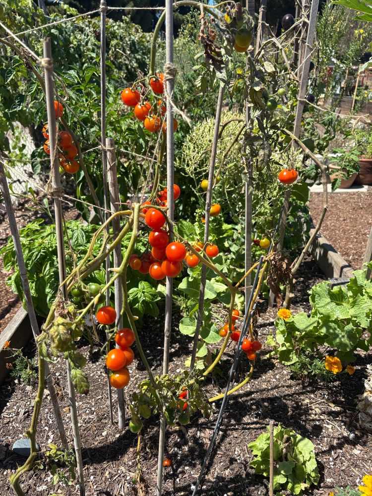 Cherry tomatoes in a raised bed plot