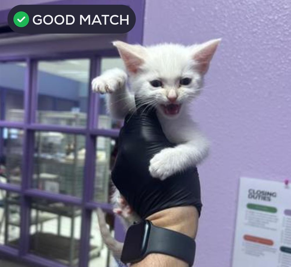 ​"A tiny white kitten is held aloft in one hand by a veterinary worker wearing a black medical glove and a smartwatch. The kitten looks adorably feisty, with its mouth wide open in a mid-hiss scream and one paw raised in a dramatic striking pose. A green badge in the top corner reads 'GOOD MATCH,' and the background features purple shelter walls and a checklist for 'Closing Duties.'"