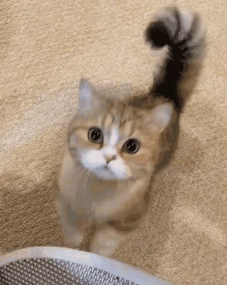 a small cat with a long tail is standing on a carpet looking up at the camera .