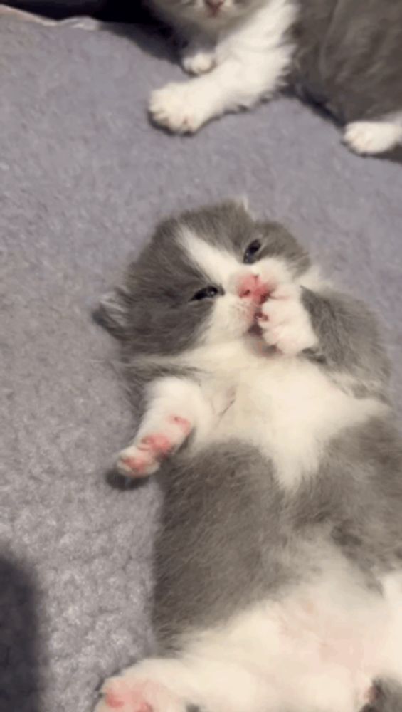 a grey and white kitten laying on its back on a blanket