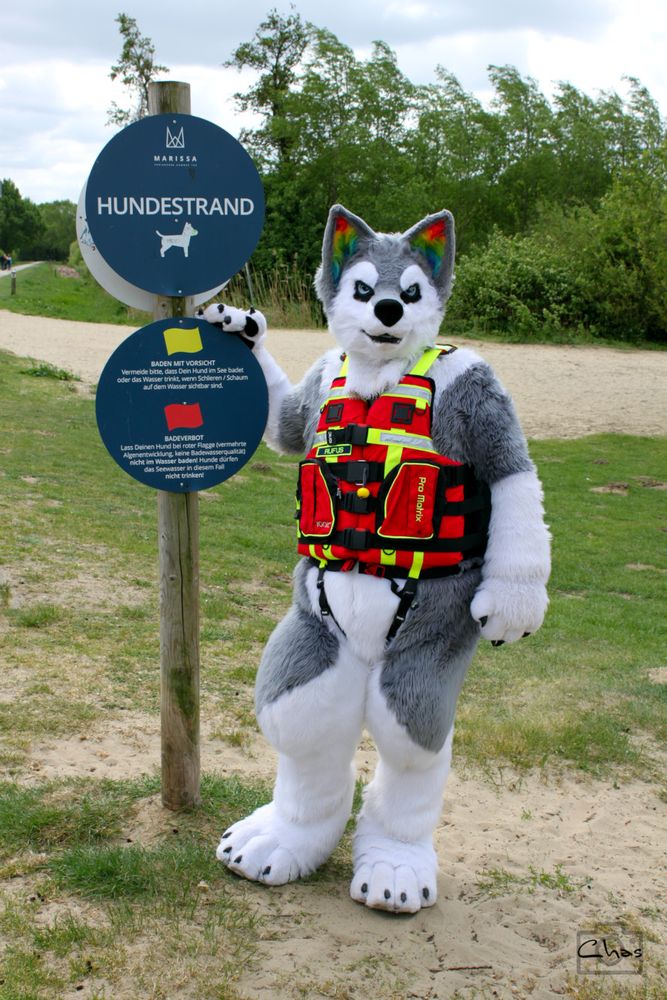 fursuiter (husky) wearing a life vest standing next to a sign "Hundestrand" ("dog beach") at Dümmer lake