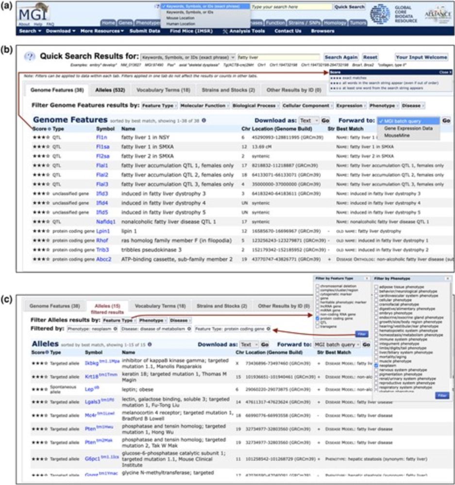 Mouse Genome Informatics: an integrated knowledgebase system for the laboratory mouse